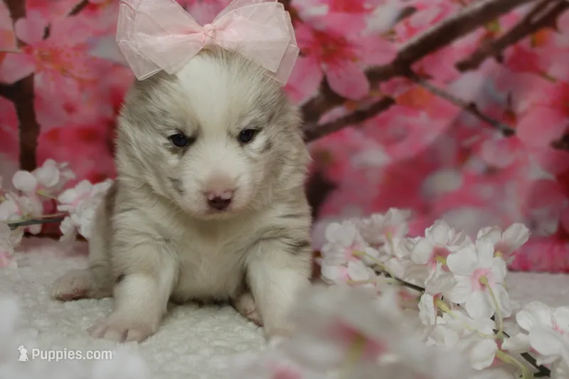 Muffy  – Pomsky puppy for sale in Trenton, MO