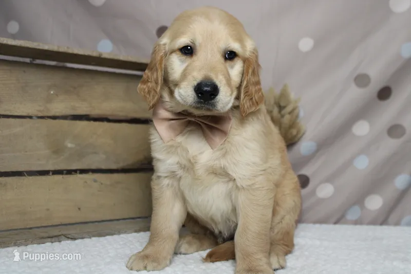 Babka  – Golden Retriever puppy for sale in Trenton, MO