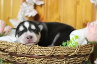 Koda , a male Siberian Husky for sale in Trenton, MO – 5 of 10