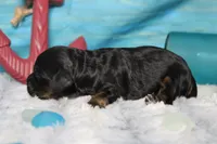 Rocky , a male Cocker Spaniel and Poodle - Toy  for sale in Trenton, MO – 3 of 6