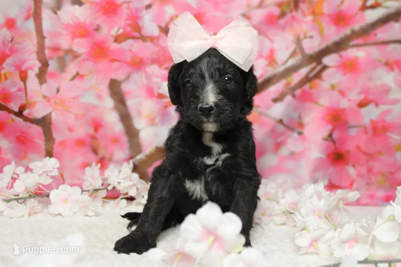 Raveena  – Bernedoodle puppy for sale in Trenton, MO