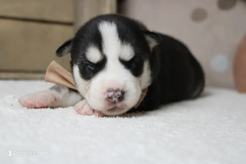 Atlas  – Siberian Husky puppy for sale in Trenton, MO