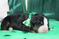 Riley , a male Bernese Mountain Dog for sale in Trenton, MO – Photo 8 of 9