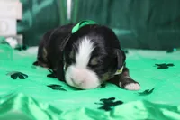 Riley , a male Bernese Mountain Dog for sale in Trenton, MO – Photo 2 of 9