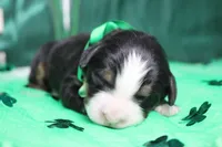 Riley , a male Bernese Mountain Dog for sale in Trenton, MO – Photo 4 of 9