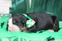 Riley , a male Bernese Mountain Dog for sale in Trenton, MO – Photo 7 of 9