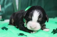 Riley , a male Bernese Mountain Dog for sale in Trenton, MO – Photo 1 of 9
