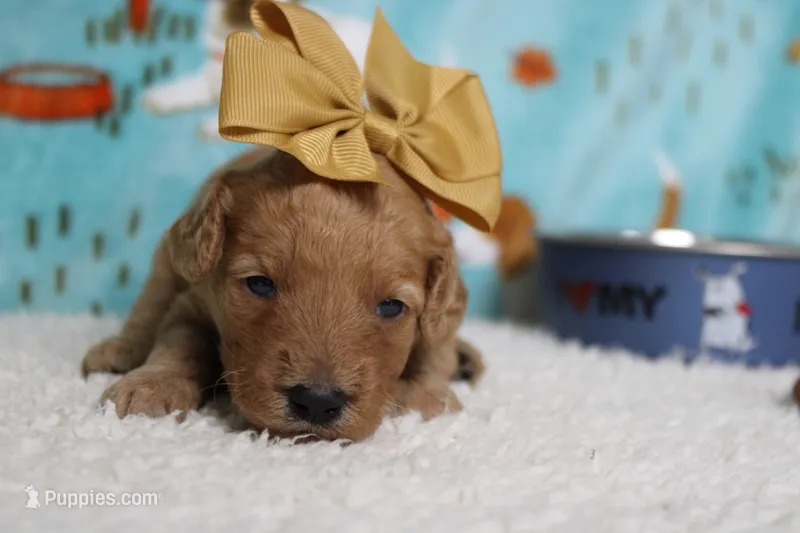 Ravioli  – Miniature Goldendoodle puppy for sale in Trenton, MO