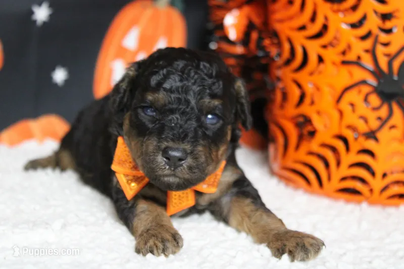 Ray  – Poodle - Toy  puppy for sale in Trenton, MO