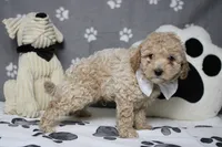 Willie , a male Poodle - Toy  and Havapoo for sale in Trenton, MO – 9 of 10