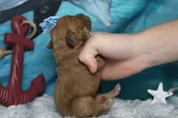 Parfait , a female Cocker Spaniel and Poodle - Toy  for sale in Trenton, MO – 5 of 7