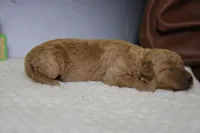 Pesto , a female Miniature Goldendoodle for sale in Trenton, MO – 4 of 6
