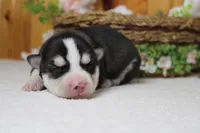 Storm , a male Siberian Husky for sale in Trenton, MO – 8 of 10