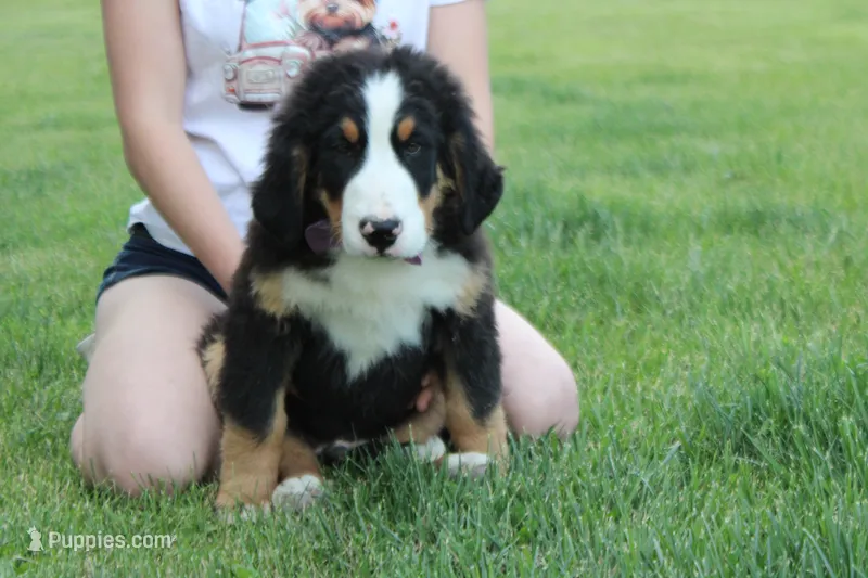 Moose  – Bernese Mountain Dog puppy for sale in Trenton, MO