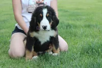 Moose , a male Bernese Mountain Dog for sale in Trenton, MO – 1 of 10