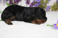 Phantom , a male Poodle - Toy  for sale in Trenton, MO – 5 of 8