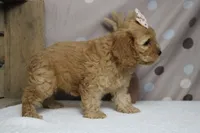 Katie, a female Cockapoo for sale in Trenton, MO – 7 of 7