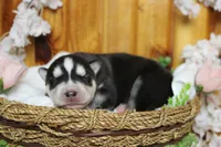 Koda , a male Siberian Husky for sale in Trenton, MO – 4 of 10