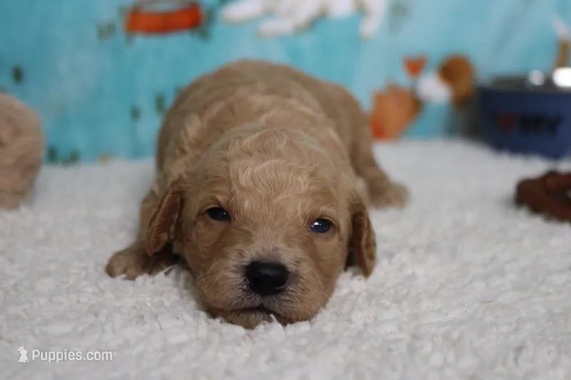Alfredo  – Miniature Goldendoodle puppy for sale in Trenton, MO