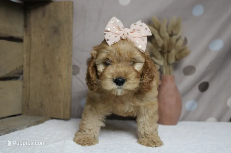 Katie – Cockapoo puppy for sale in Trenton, MO