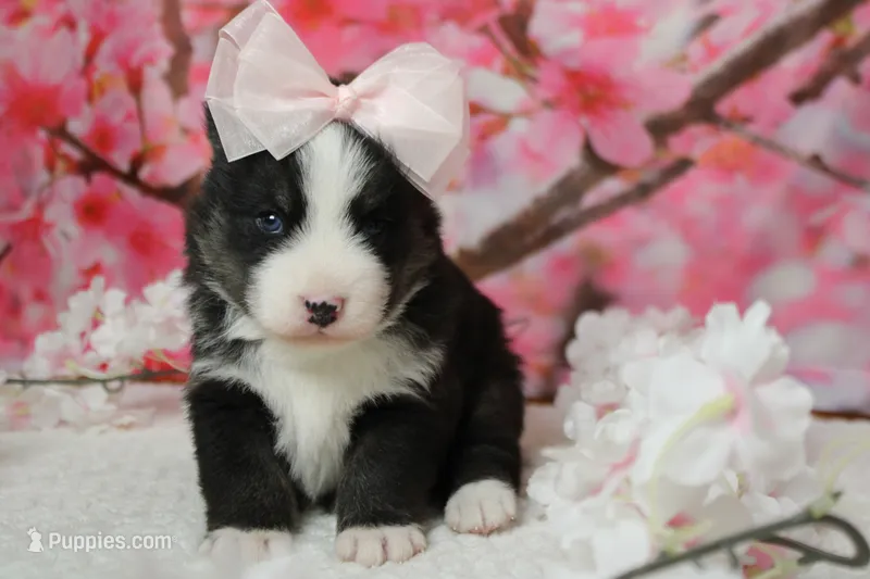 Miko  – Pomsky puppy for sale in Trenton, MO