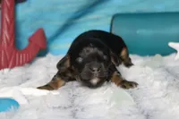 Ripple , a male Cocker Spaniel and Poodle - Toy  for sale in Trenton, MO – 1 of 7