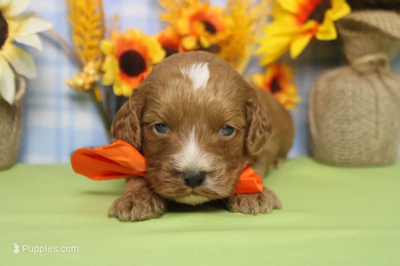 Pistachio – Cockapoo puppy for sale in Trenton, MO