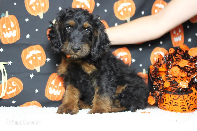 Toffee  – Cockapoo puppy for sale in Trenton, MO
