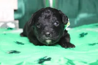 Babe , a male Miniature Bernedoodle for sale in Trenton, MO – Photo 3 of 9