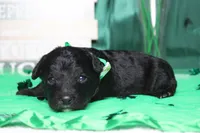 Babe , a male Miniature Bernedoodle for sale in Trenton, MO – Photo 6 of 9