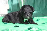 Babe , a male Miniature Bernedoodle for sale in Trenton, MO – Photo 7 of 9
