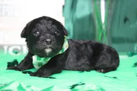 Babe , a male Miniature Bernedoodle for sale in Trenton, MO – Photo 4 of 9