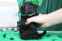 Babe , a male Miniature Bernedoodle for sale in Trenton, MO – Photo 8 of 9