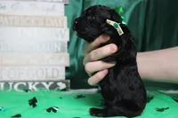 Babe , a male Miniature Bernedoodle for sale in Trenton, MO – Photo 9 of 9