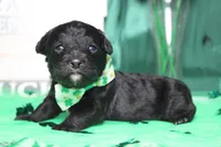 Babe , a male Miniature Bernedoodle for sale in Trenton, MO – Photo 5 of 9