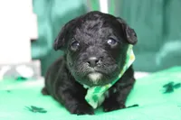 Babe , a male Miniature Bernedoodle for sale in Trenton, MO – Photo 1 of 9