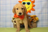 Brioche , a male Golden Retriever for sale in Trenton, MO – 4 of 6