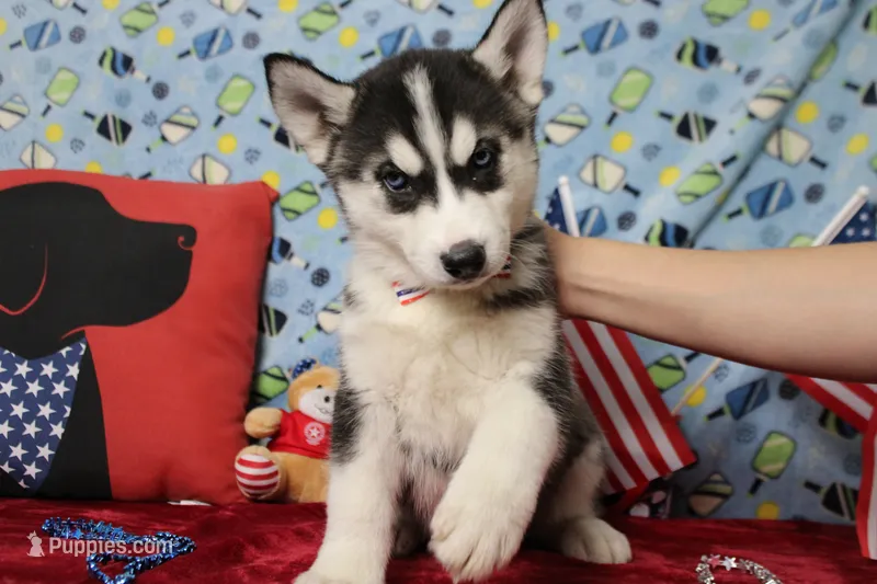Storm  – Siberian Husky puppy for sale in Trenton, MO