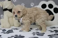 Charlie , a male Poodle - Toy  and Havapoo for sale in Trenton, MO – 3 of 7