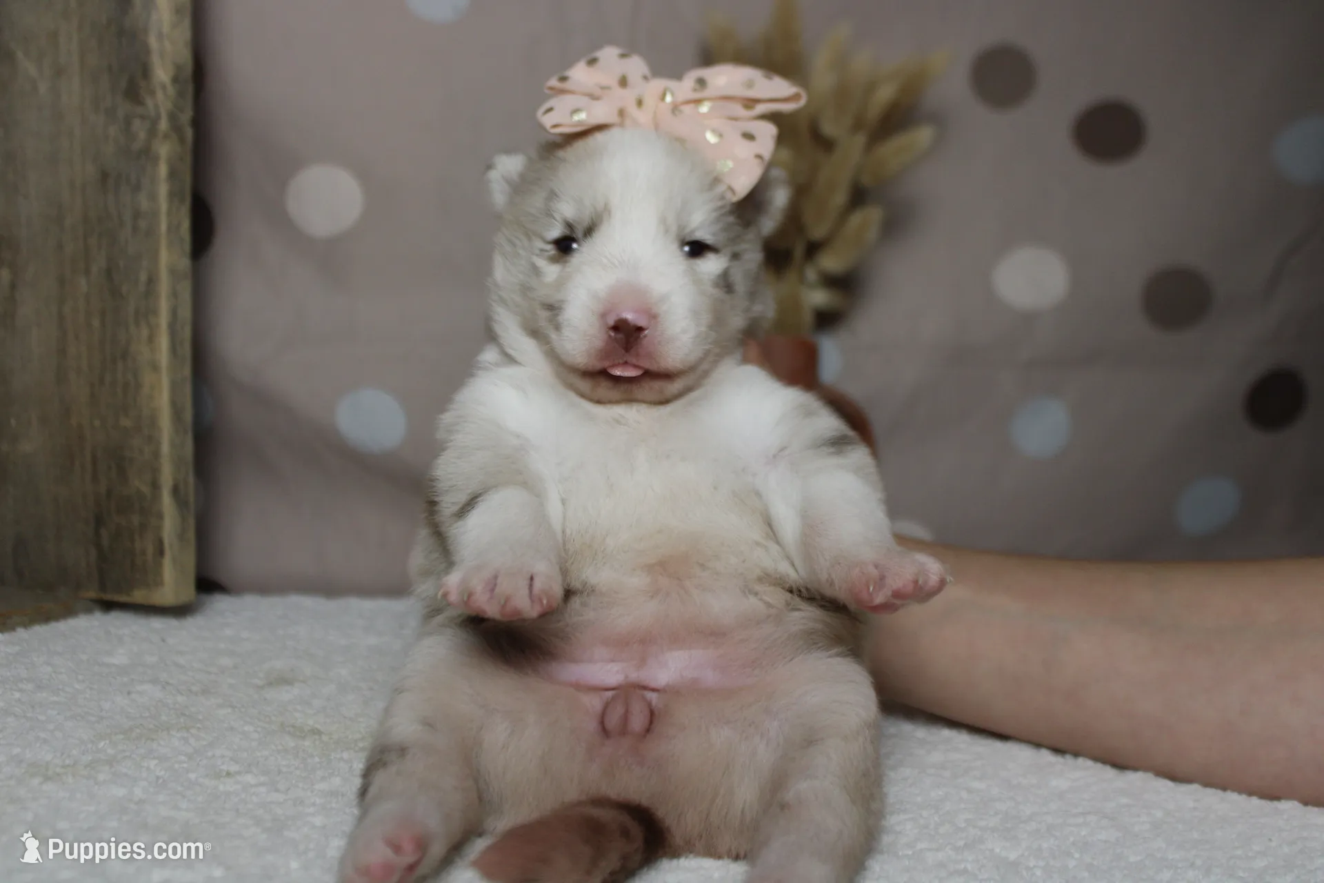 Muffy , a female Pomsky for sale in Trenton, MO – 10 of 10