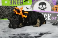 Adeline , a female Poodle - Toy  for sale in Trenton, MO – 5 of 10
