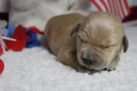 Babka , a male Golden Retriever for sale in Trenton, MO – 4 of 8