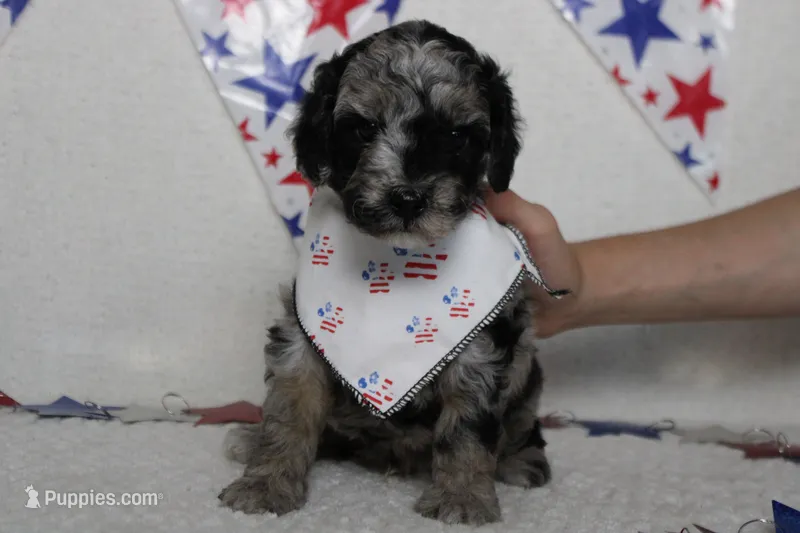 Spot – Miniature Aussiedoodle puppy for sale in Trenton, MO