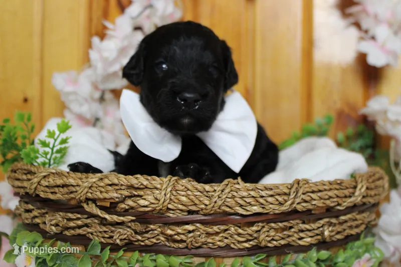 Zephyr – Bernedoodle puppy for sale in Trenton, MO