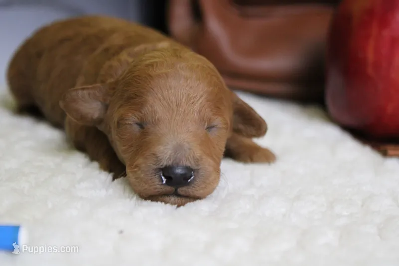 Seville – Poodle - Miniature  puppy for sale in Trenton, MO