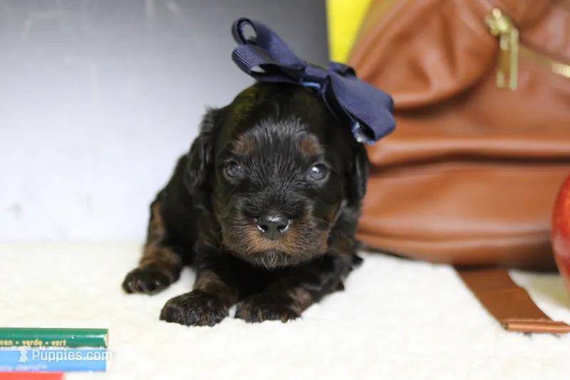 Pandora  – Poodle - Toy  puppy for sale in Trenton, MO