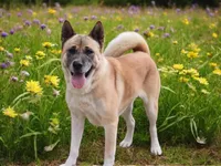 KJ, a female Akita for sale in Trenton, MO – 1 of 8