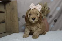 Katie, a female Cockapoo for sale in Trenton, MO – 3 of 7