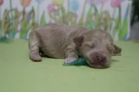 Charlie , a male Poodle - Toy  and Havapoo for sale in Trenton, MO – Photo 6 of 7