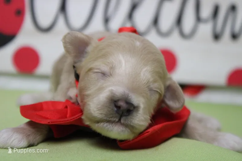 Charlie  – Poodle - Toy , Havapoo puppy for sale in Trenton, MO